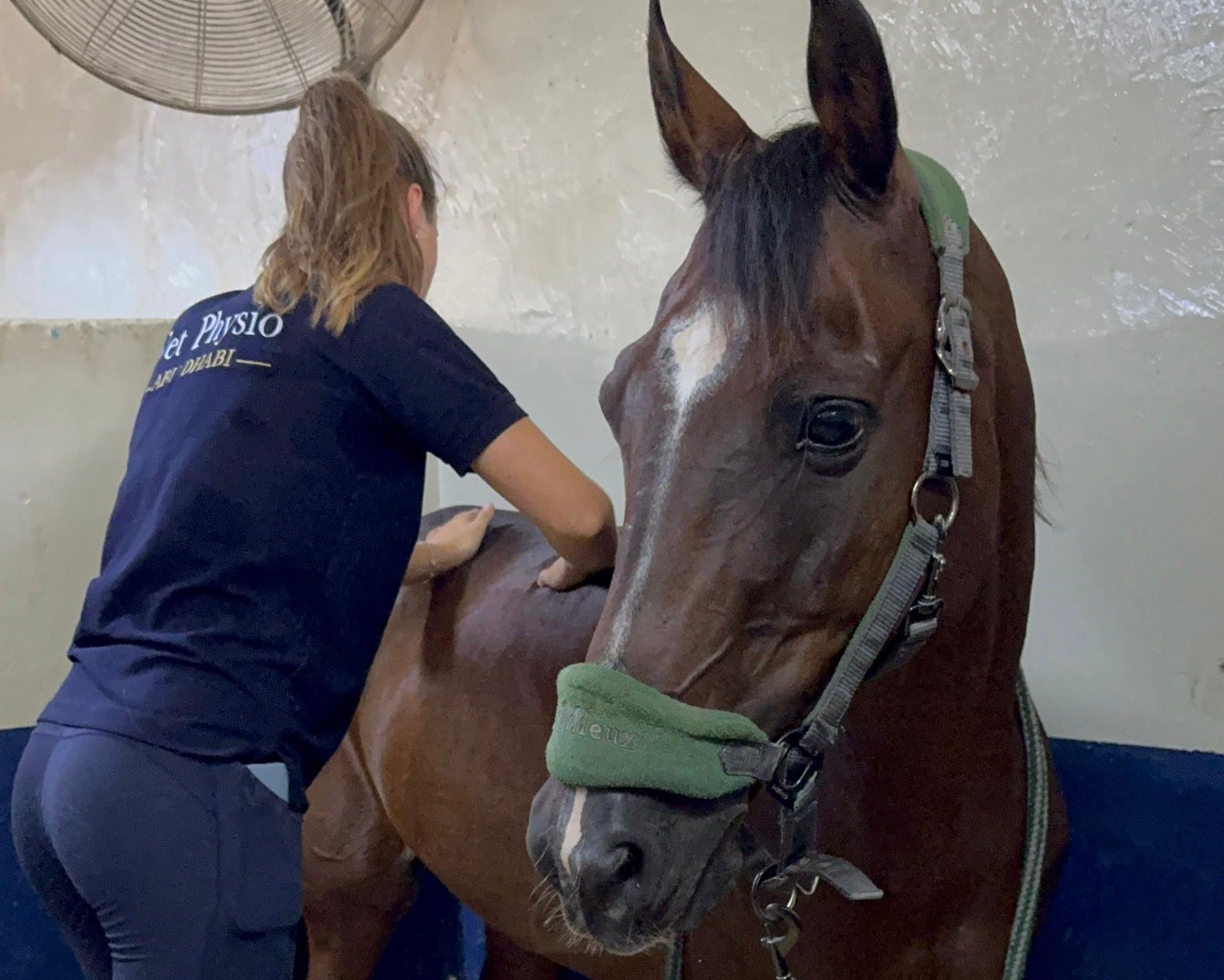 Equine veterinary physiotherapy treatment